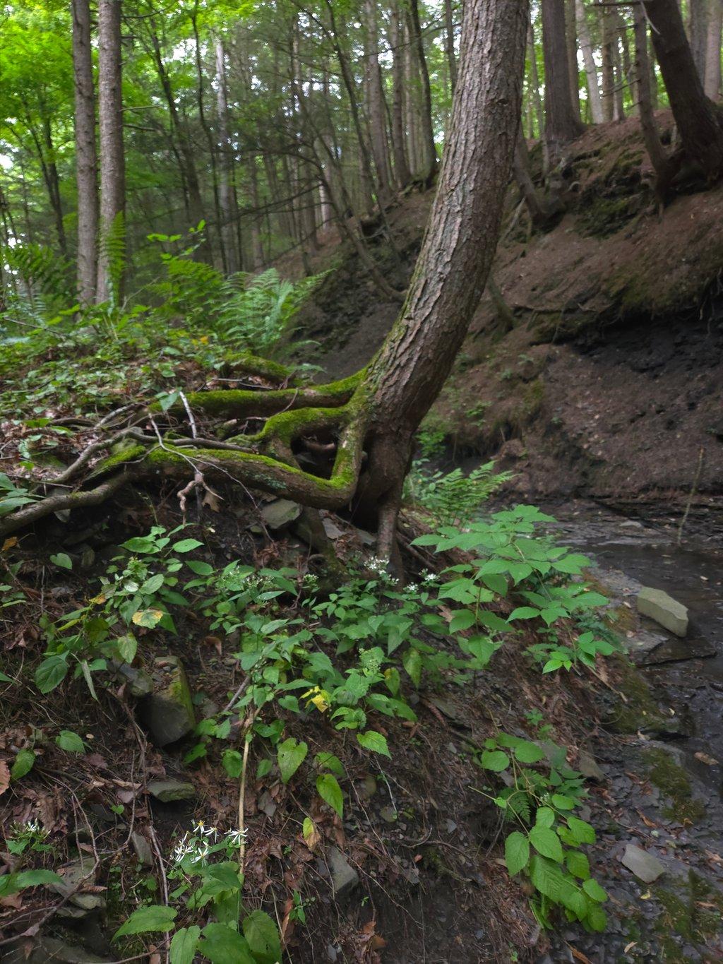 Mossy Tree