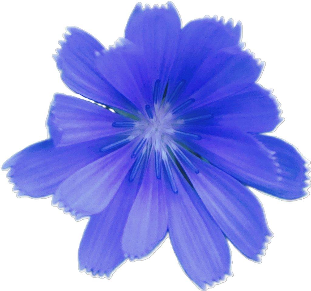 Chicory flower