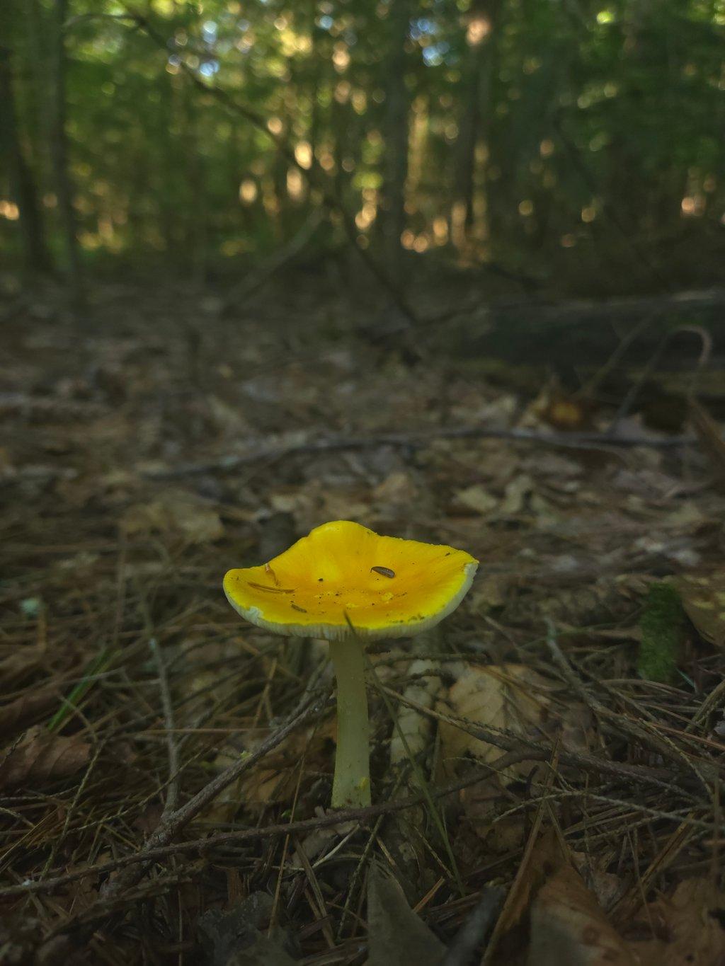 Yellow Mushroom