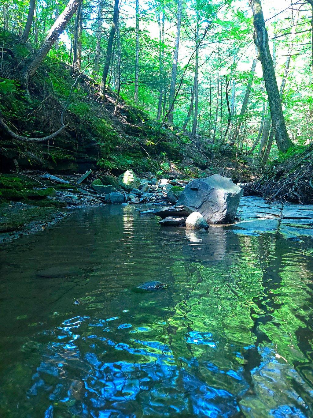 Watery Forest Gorge