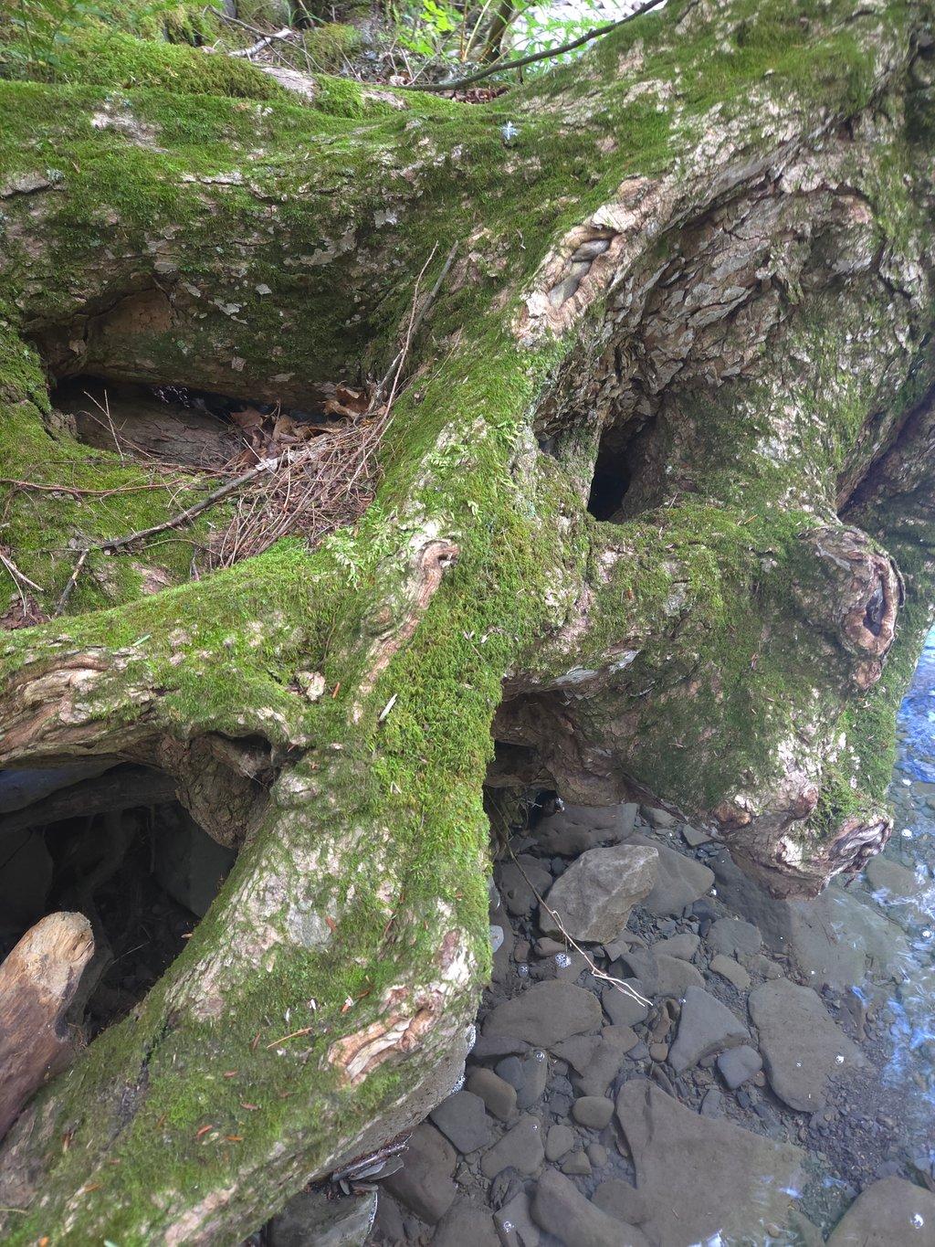 Mossy Tree Roots