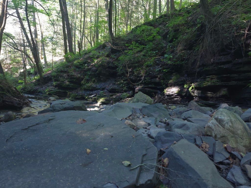 Rocky Forest Gorge