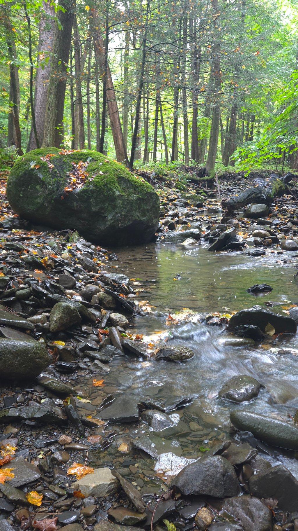 Boulder in Forest Creek