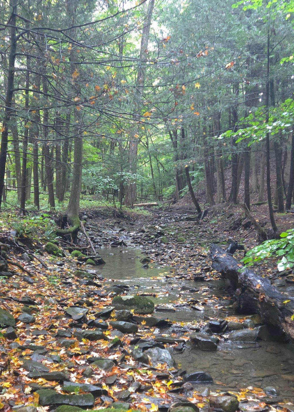 Early Autumn Leaves in Creek
