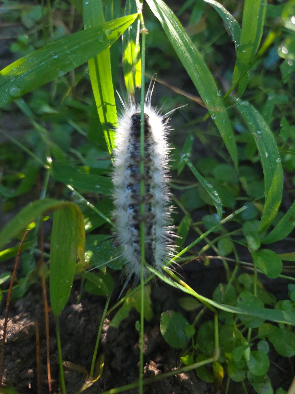 Caterpillar On Stem