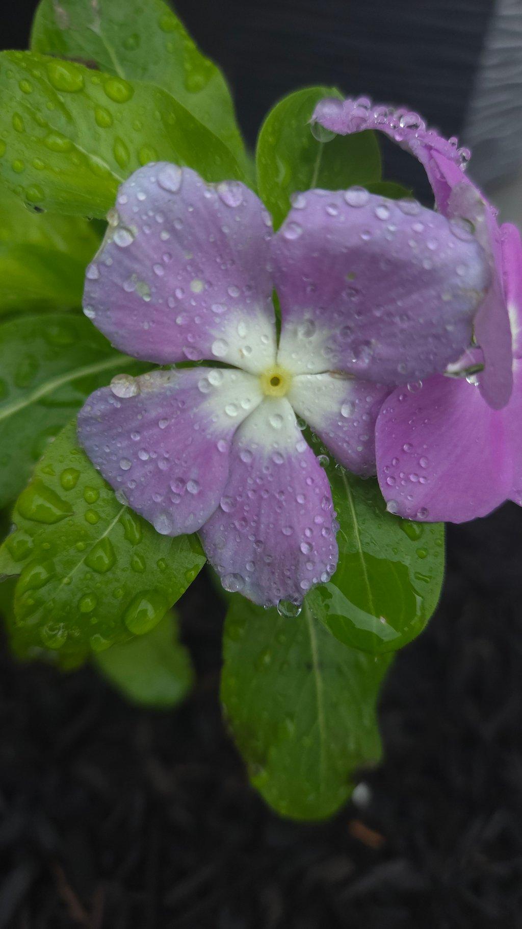Flower in Rain