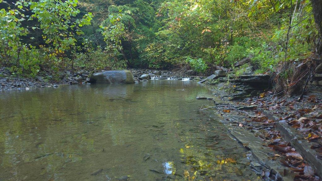 Clear Forest Pool