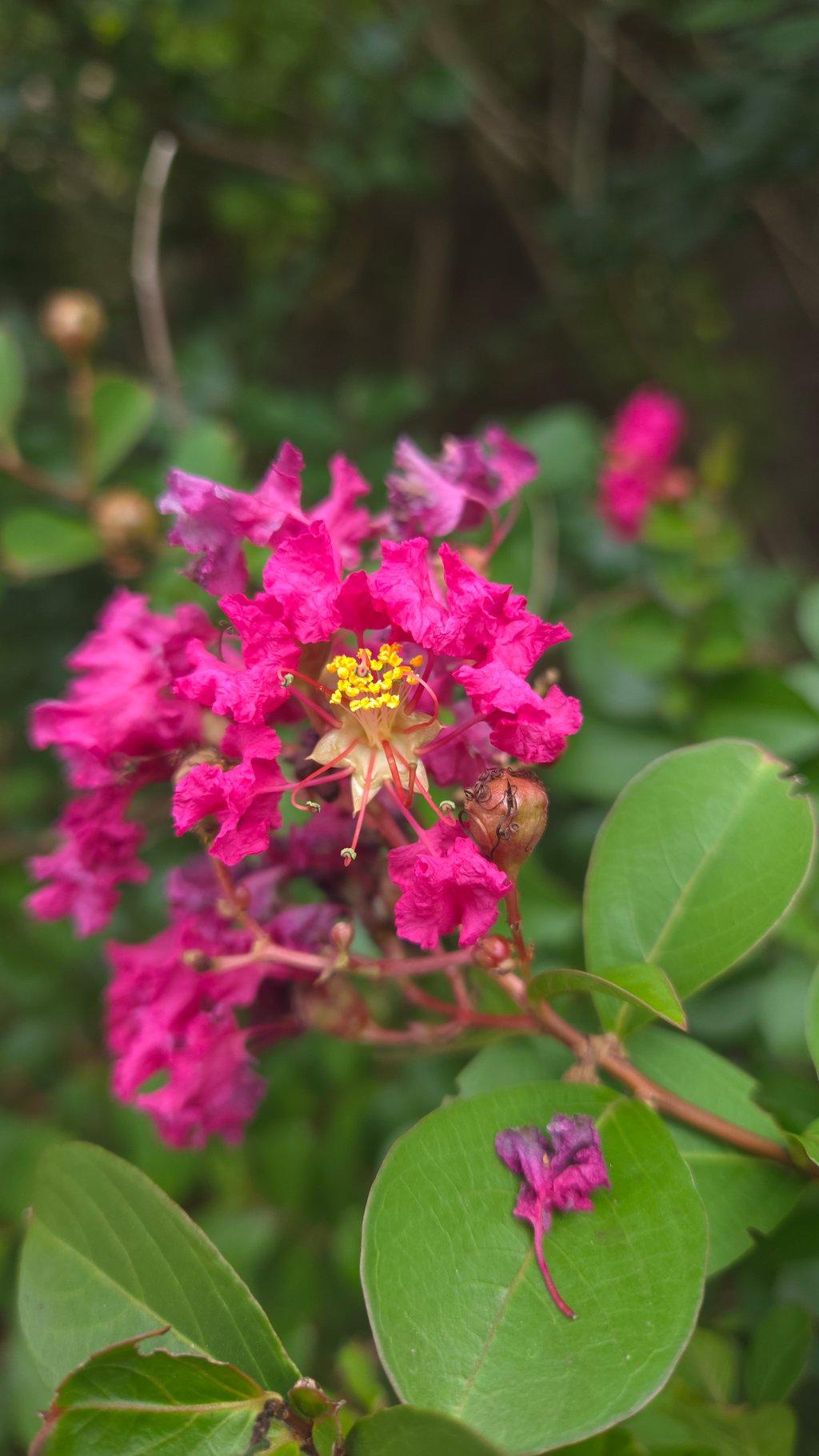 Crepe Myrtle