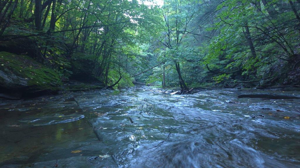 Water Flowing in forest