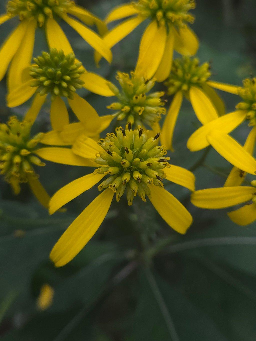 Yellow Wingstem Flowers
