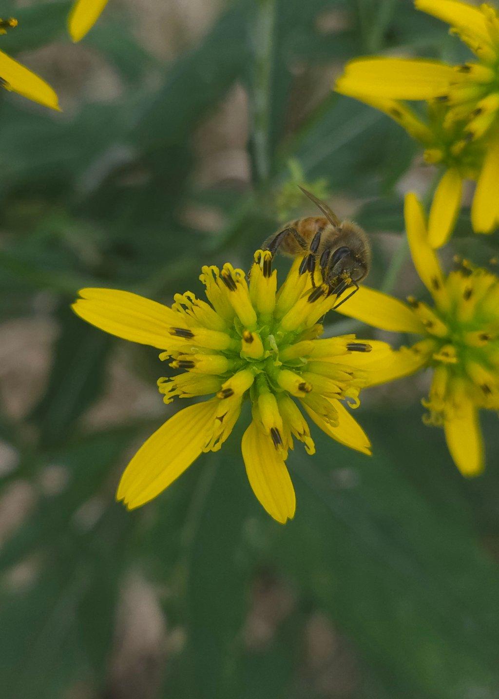 Bee on Wingstem Flower