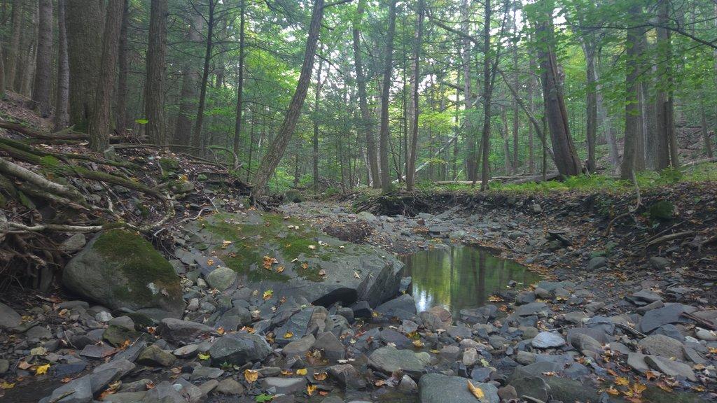 Deep Forest