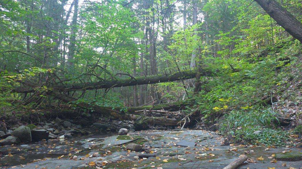 Fallen Mighty Tree