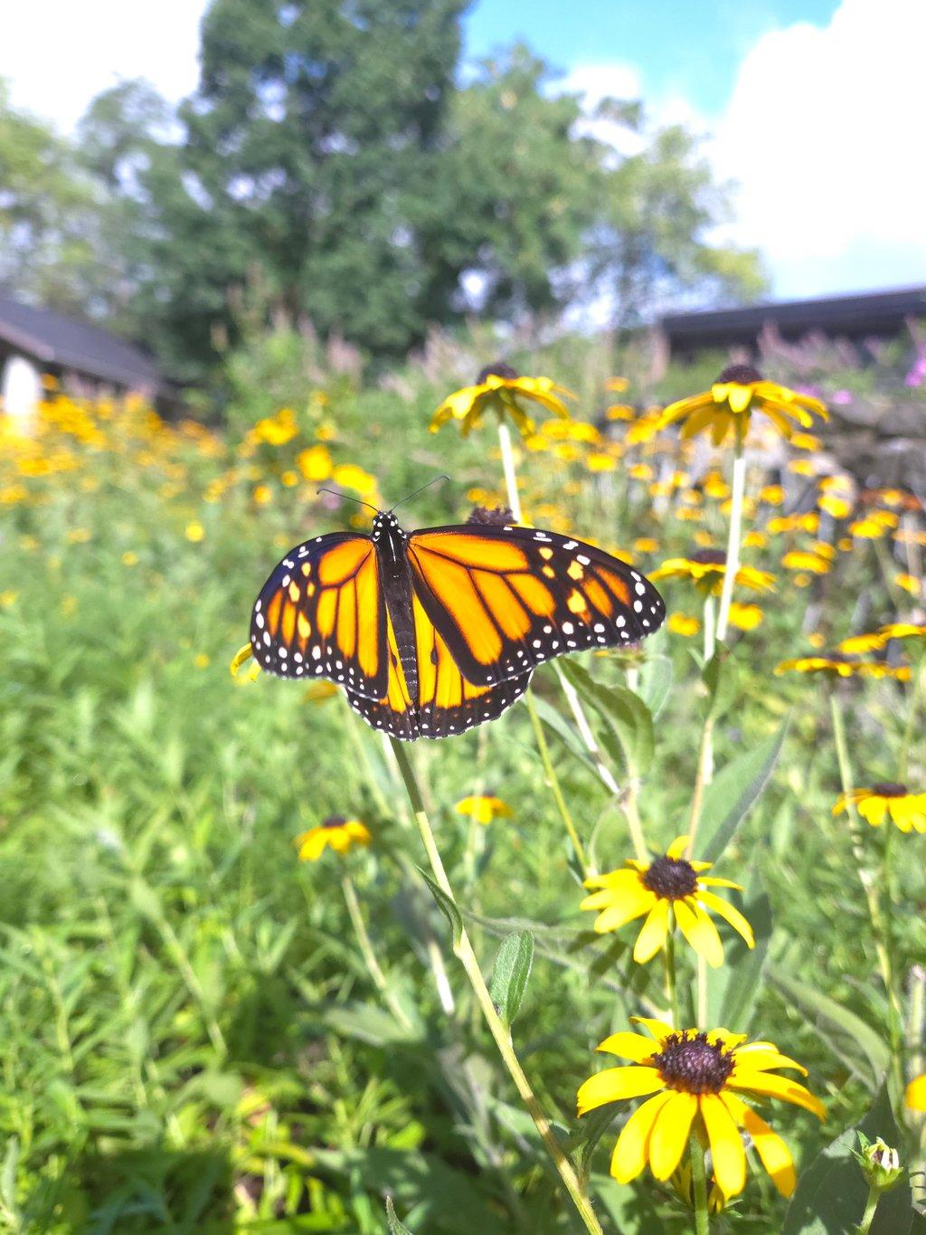 Monarch on a Sunny Day