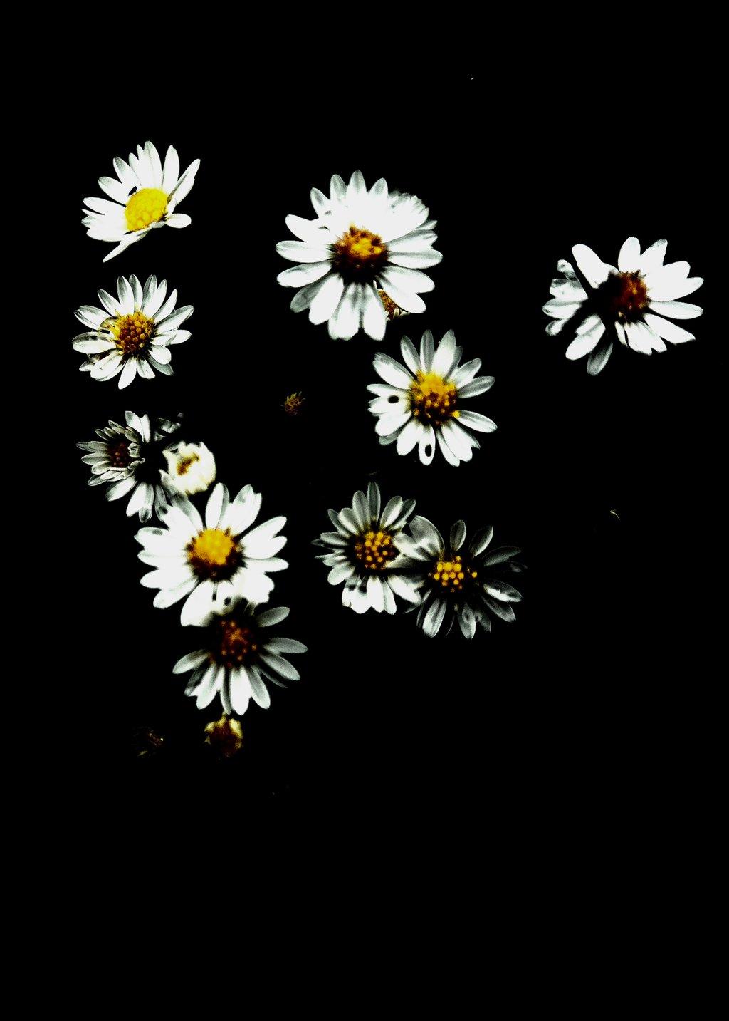Shadow of Summer