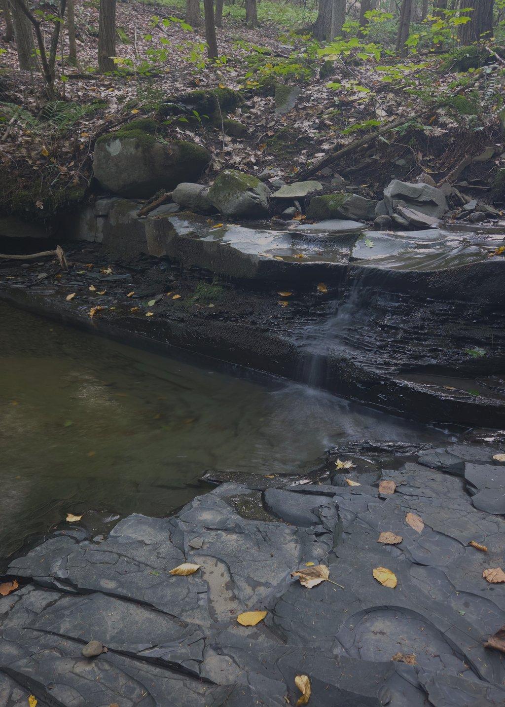 Forest Ledge