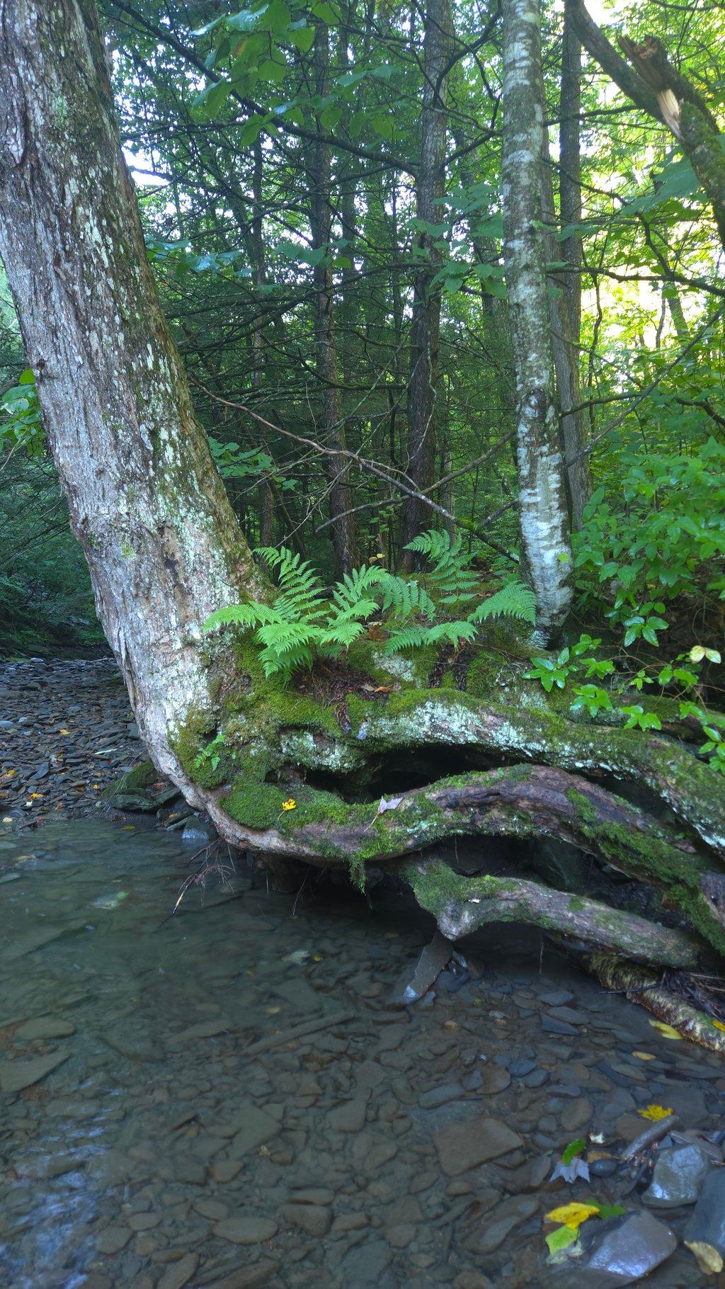 Tree Over Creek