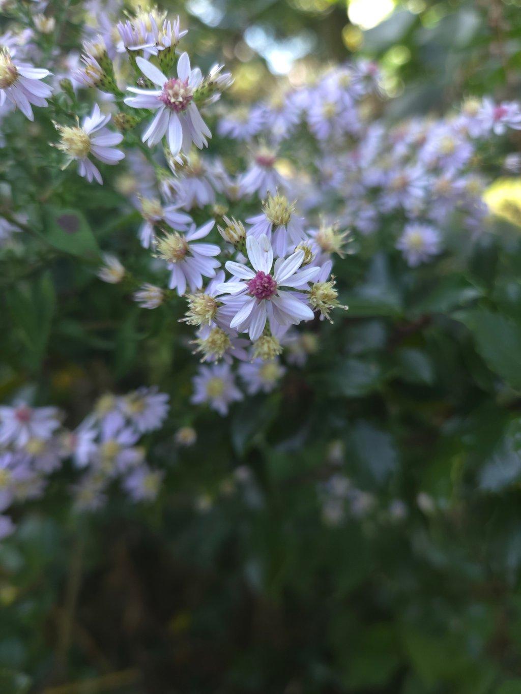 Heart Leaved Aster