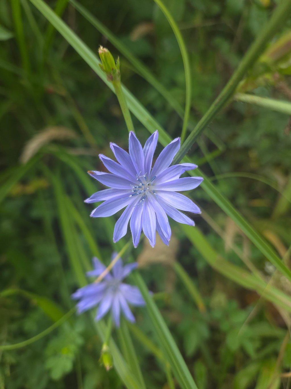 Chicory Flower