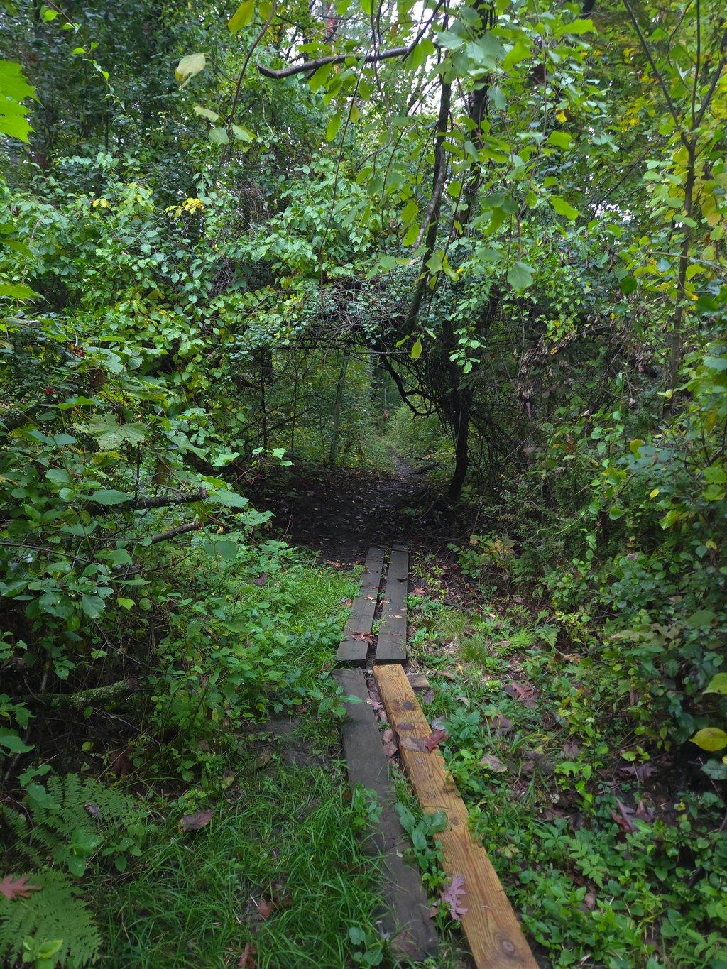 Boarded Path into the Woods