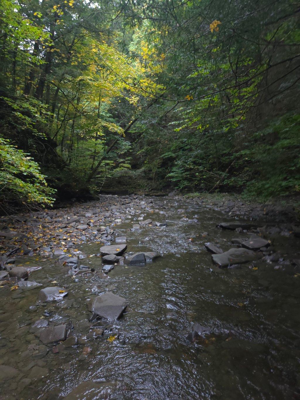 Rocky Creek in Forest