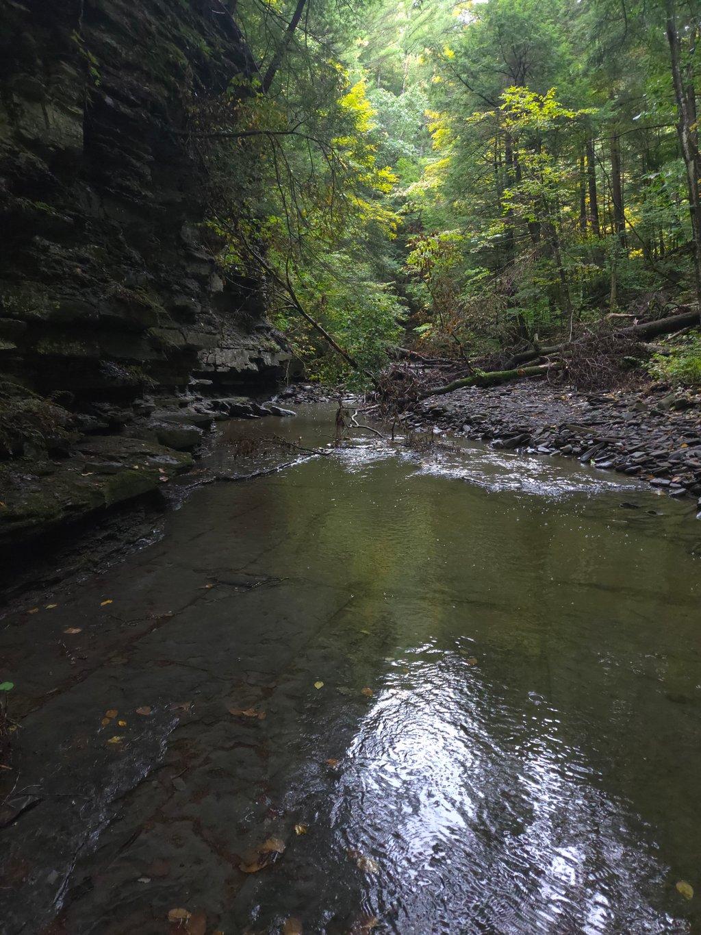 In the Shadow of Forest Rock
