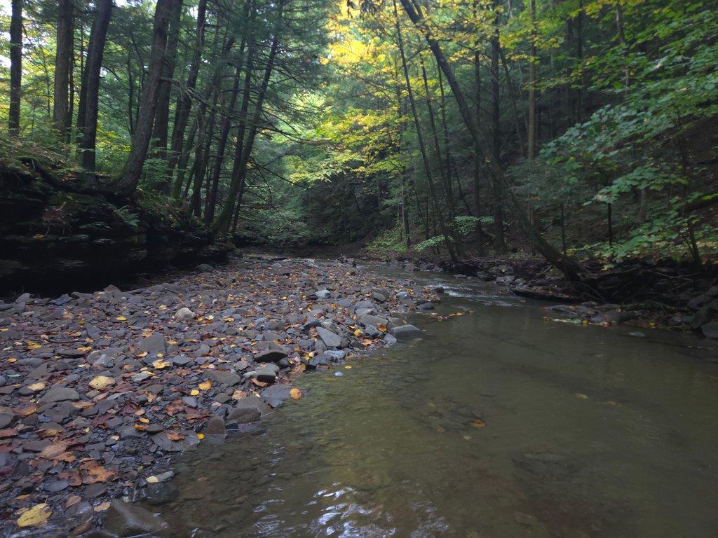 Calm Forest Creek