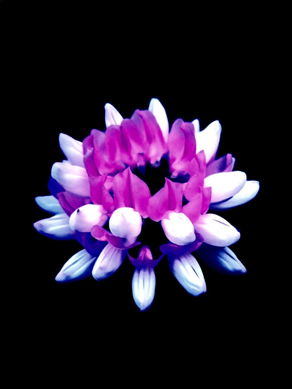 Glowing Flower