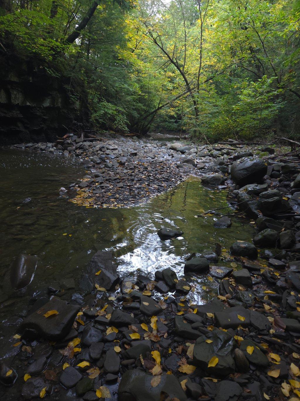 Early Autmn in the Creek