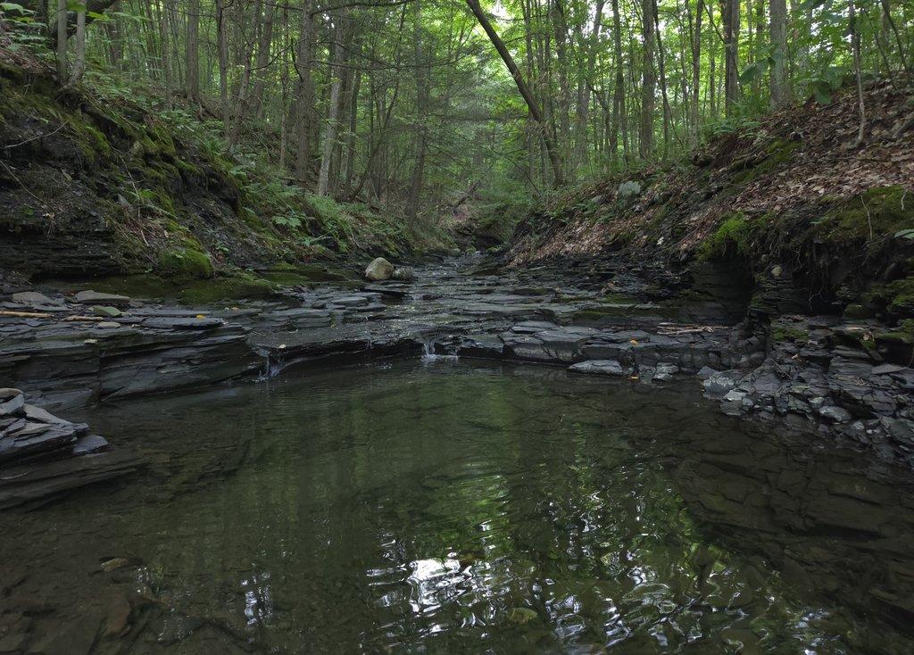 Clear Forest Pool