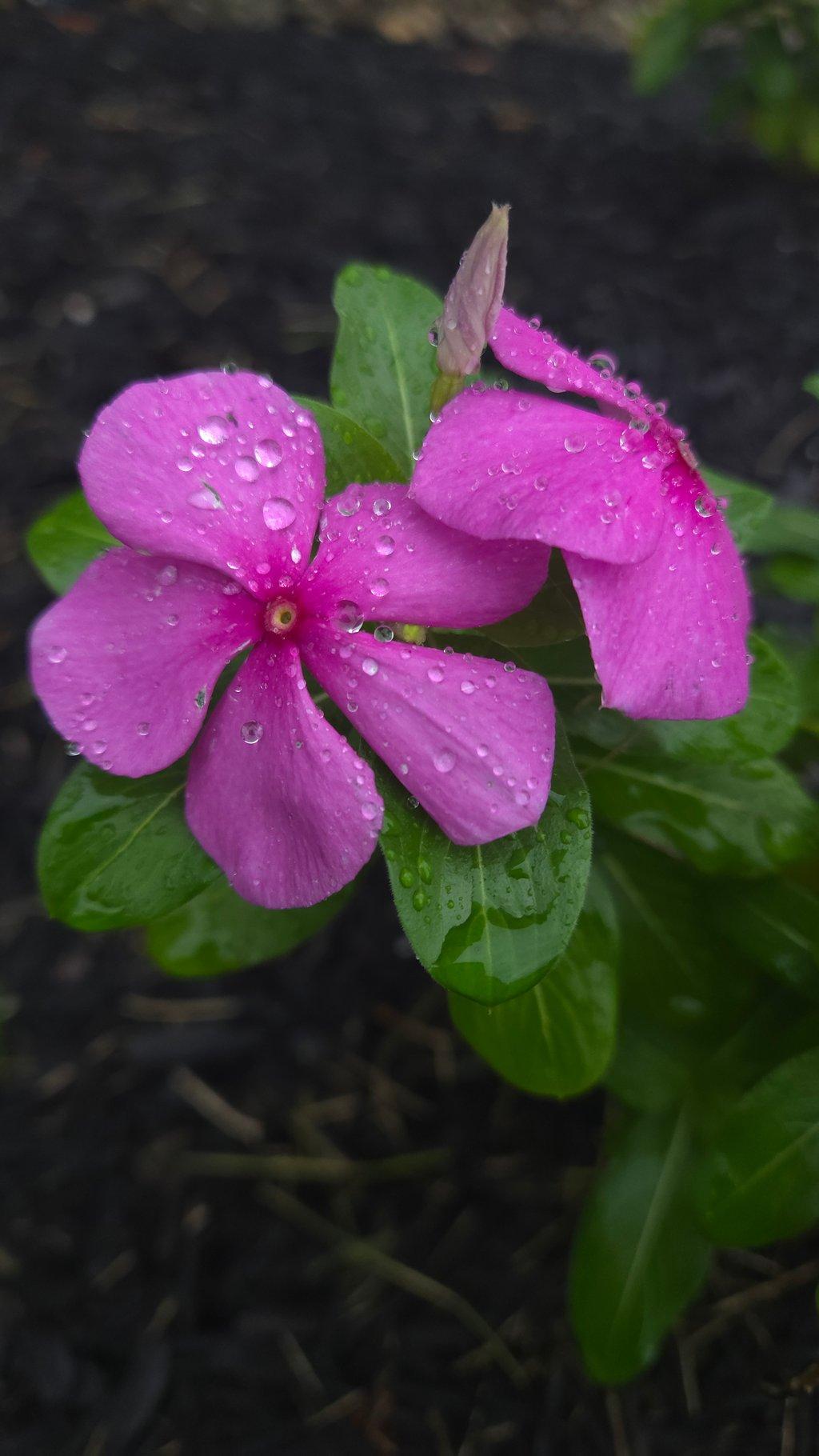 Dew on Flower