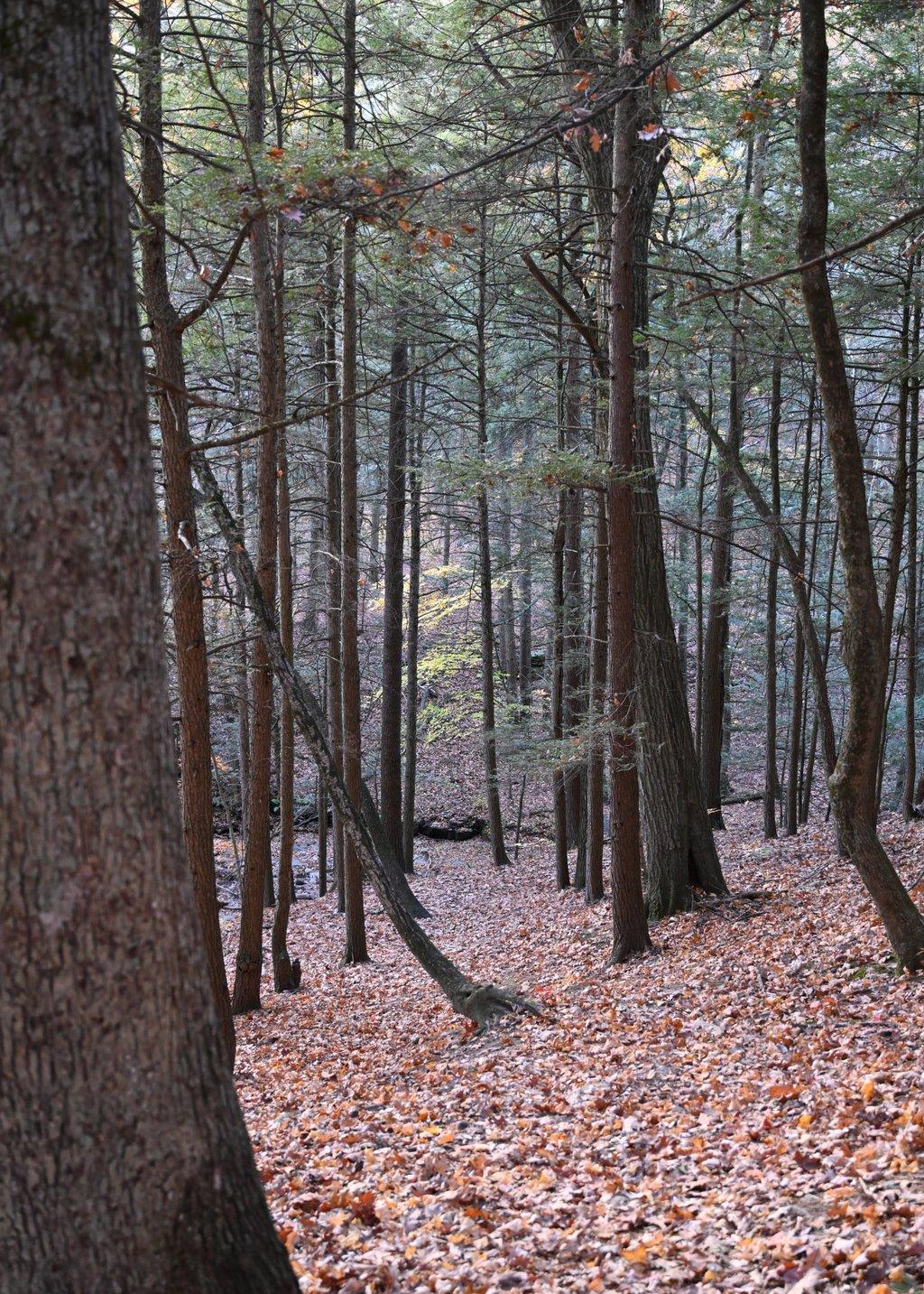 Autumn in the Forest