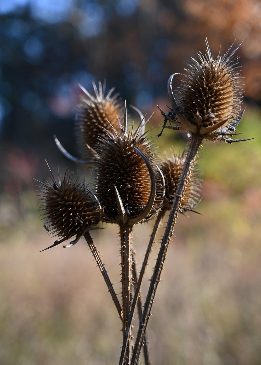 Giant Thistle Husks