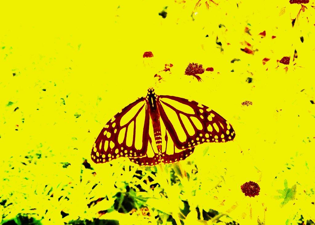 Butterfly In Yellow