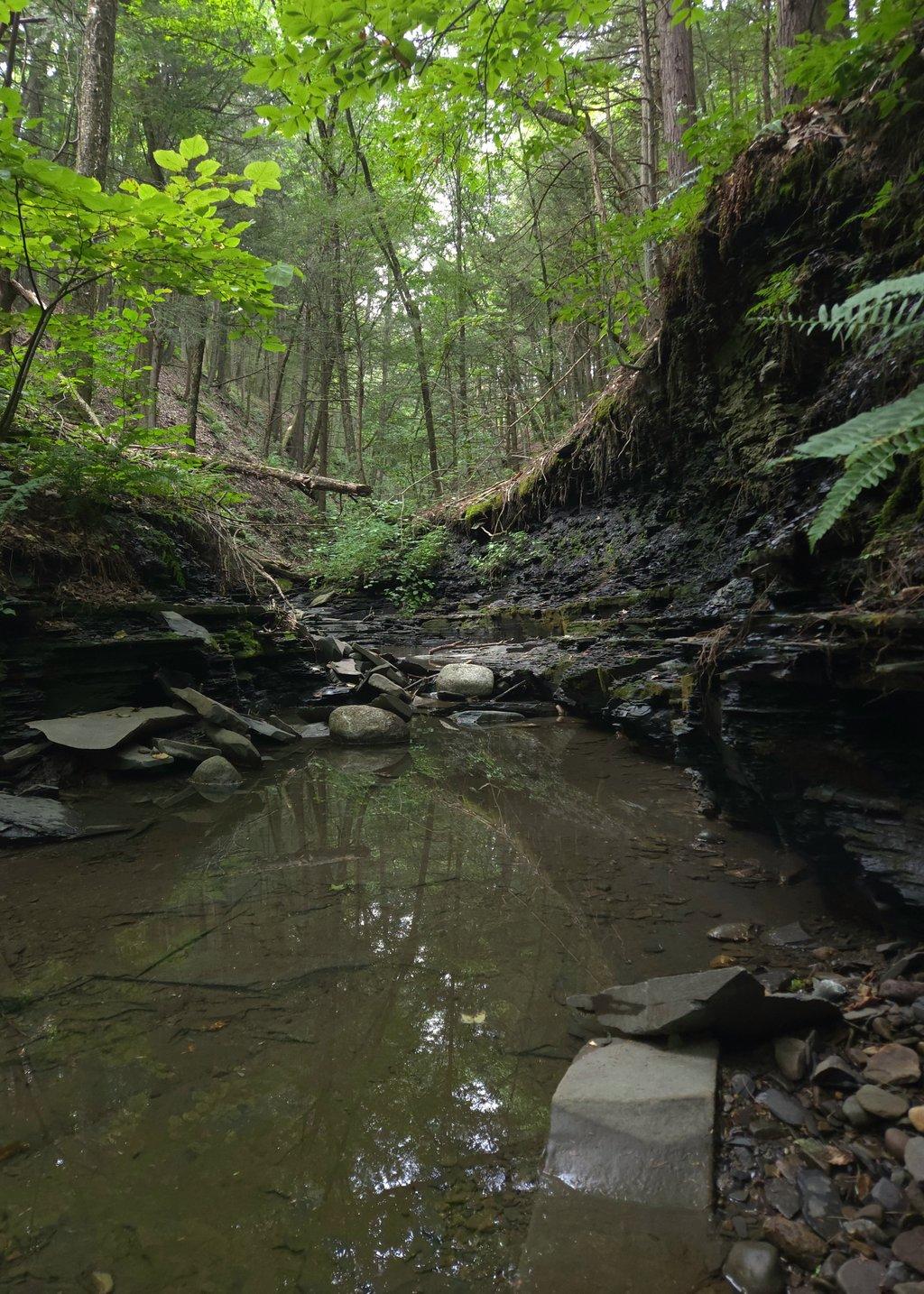 Forest Creek Still Water