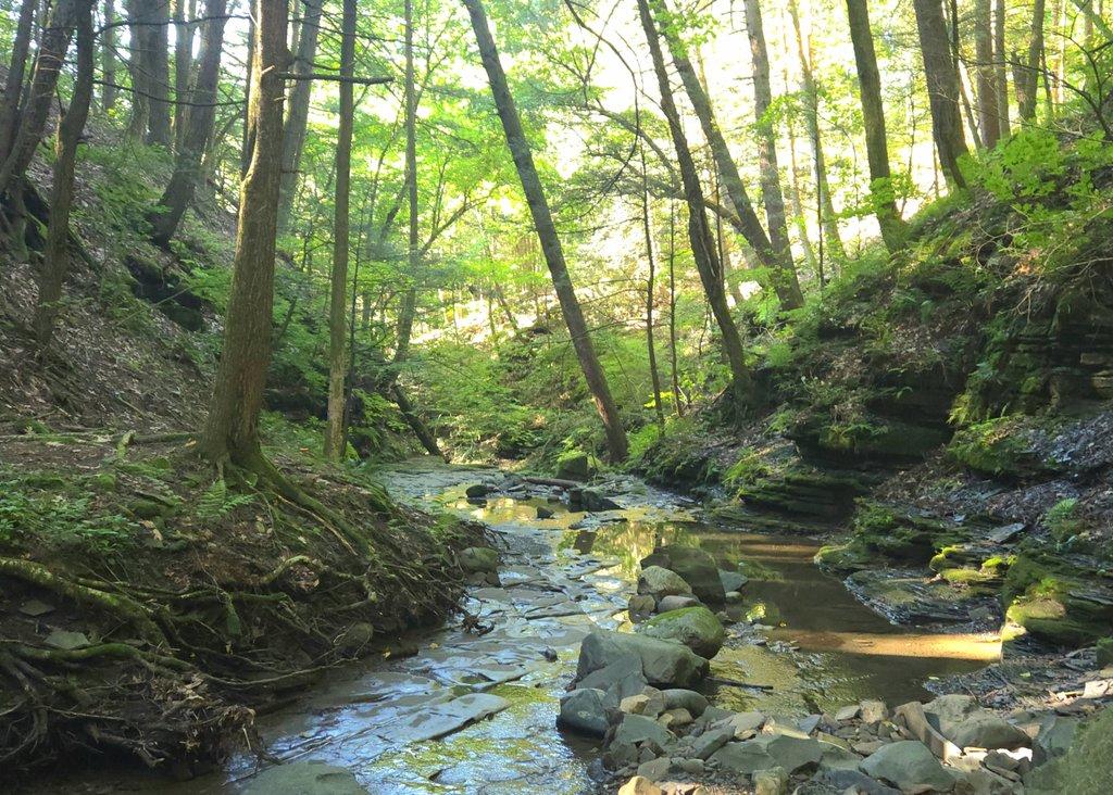 Forest Gorge