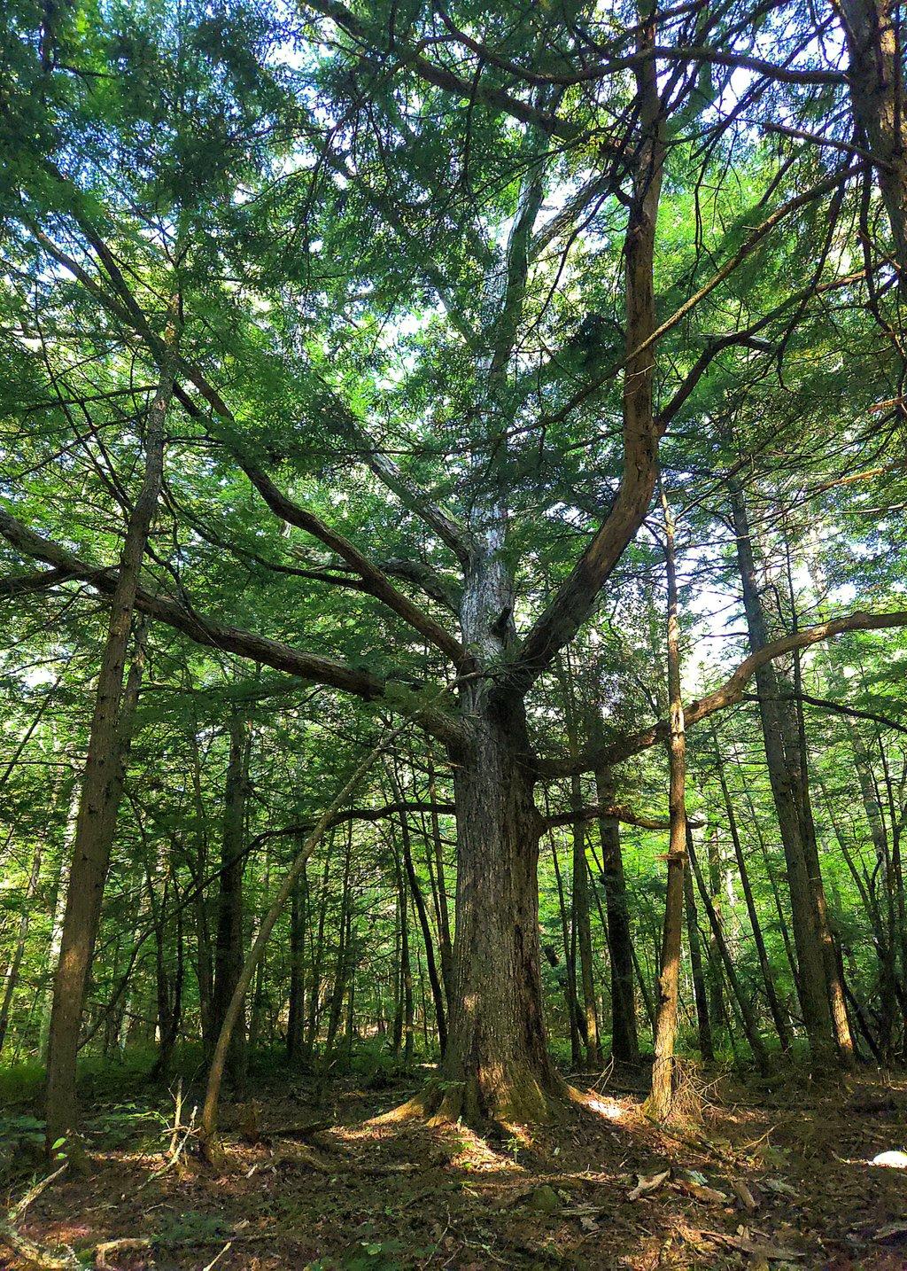 Old Tree in Forest