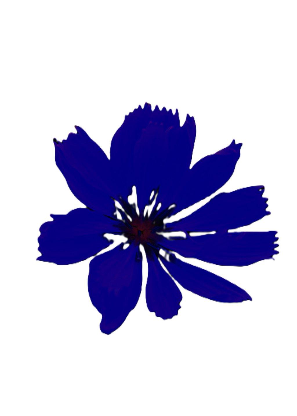 Blue Flower