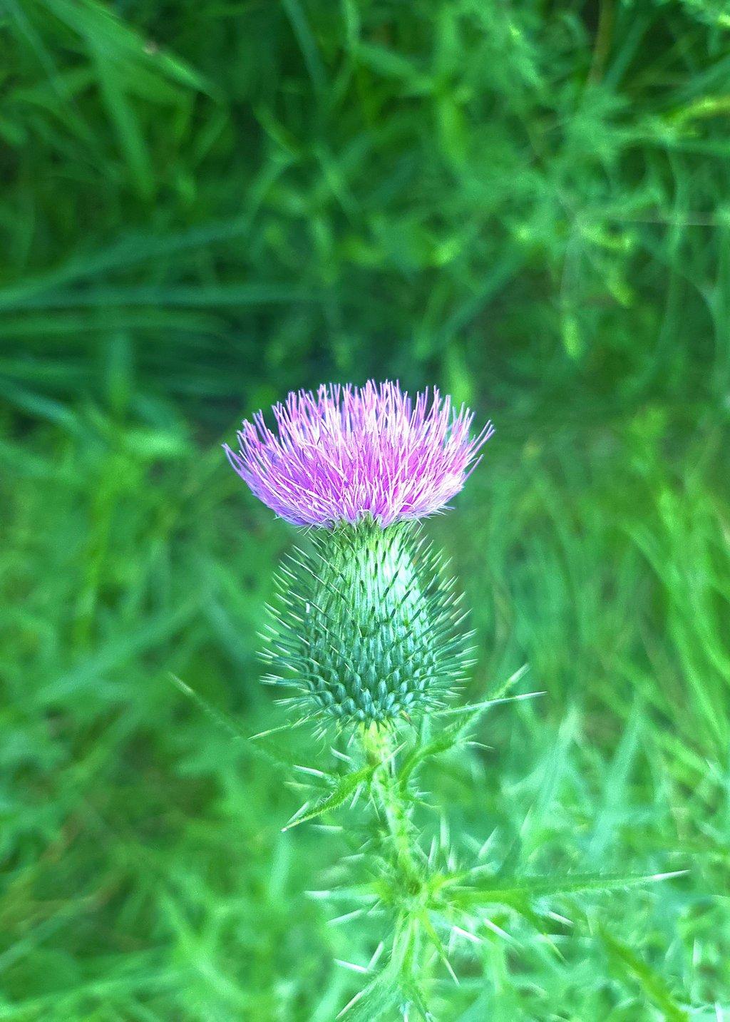 Flowering Thistle