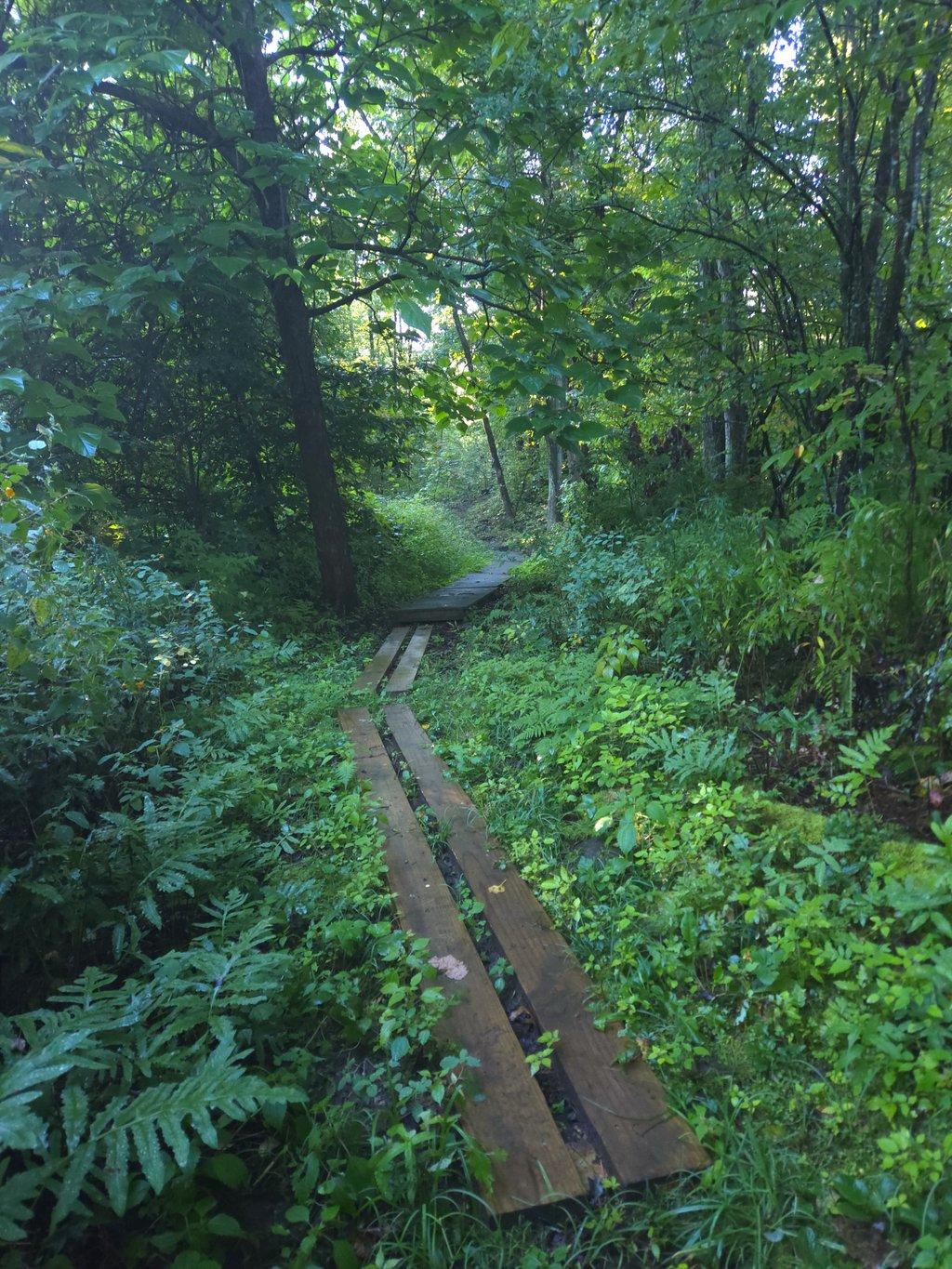 Foot Bridge Path in Forest