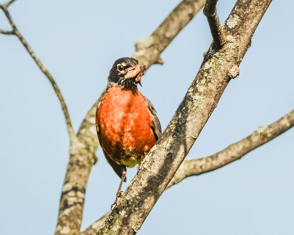 Robin with Bug