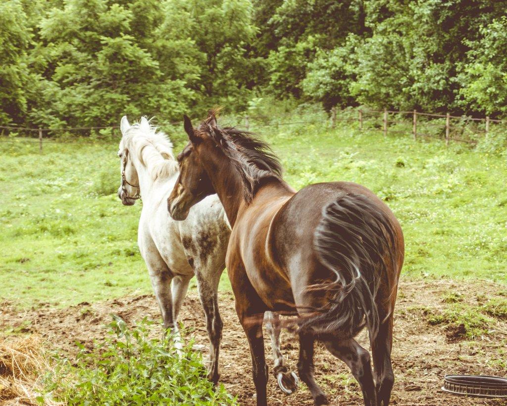 Horses on a Farm