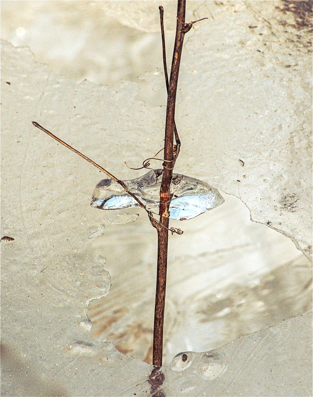 Ice on a Twig
