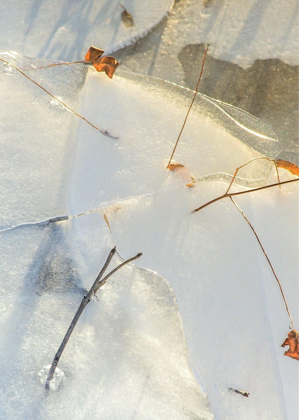 Pond Ice Twigs and Leaves