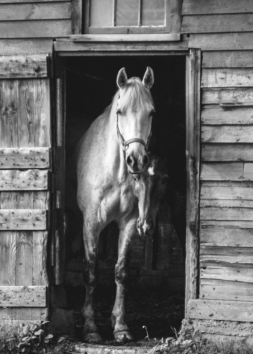 Best Friends - Horses