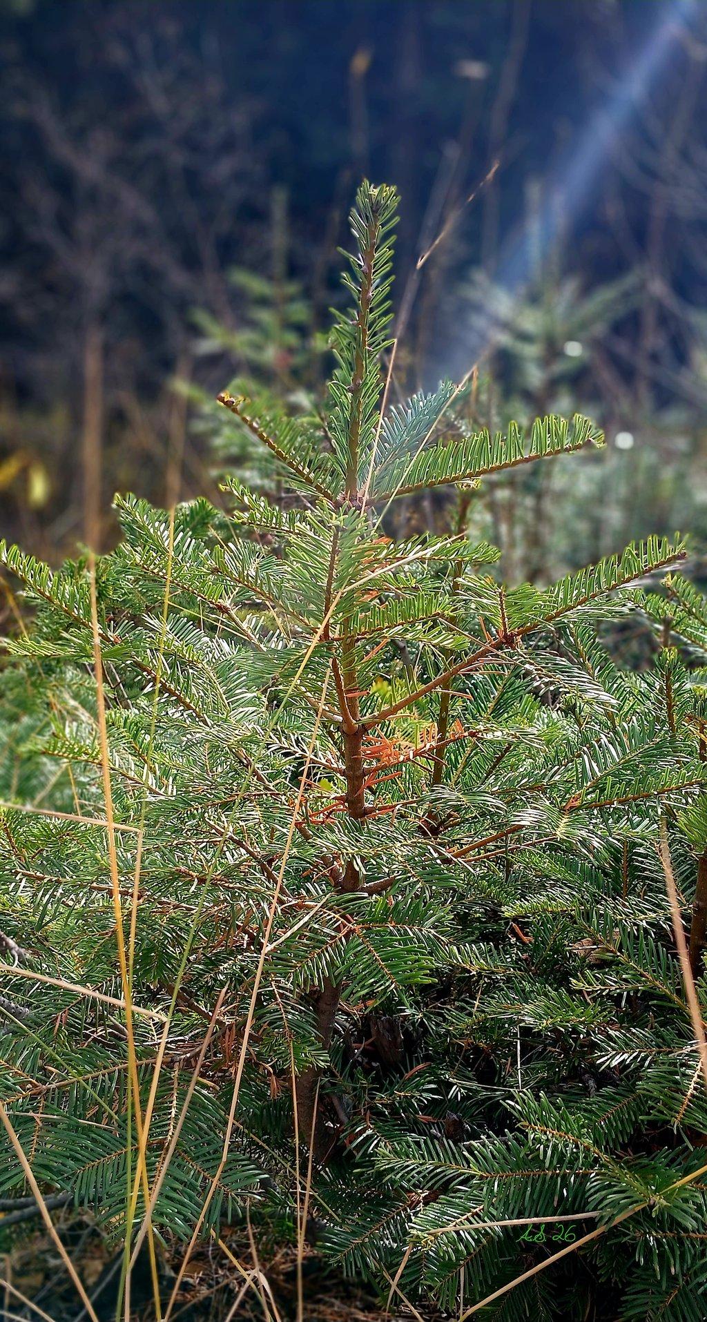 Sunray on Fir Tree