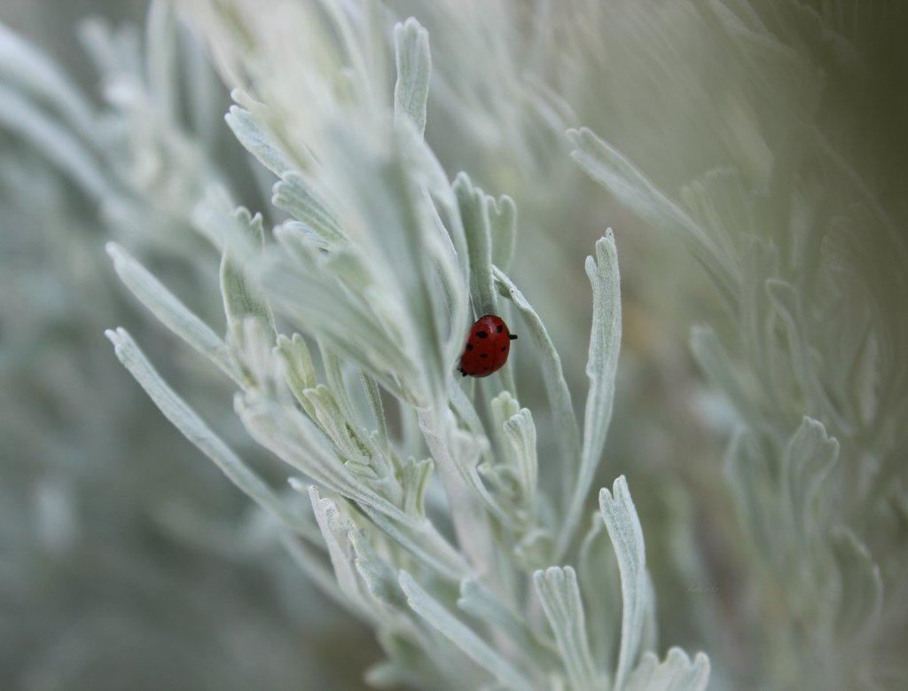 Ladybug in the Sage