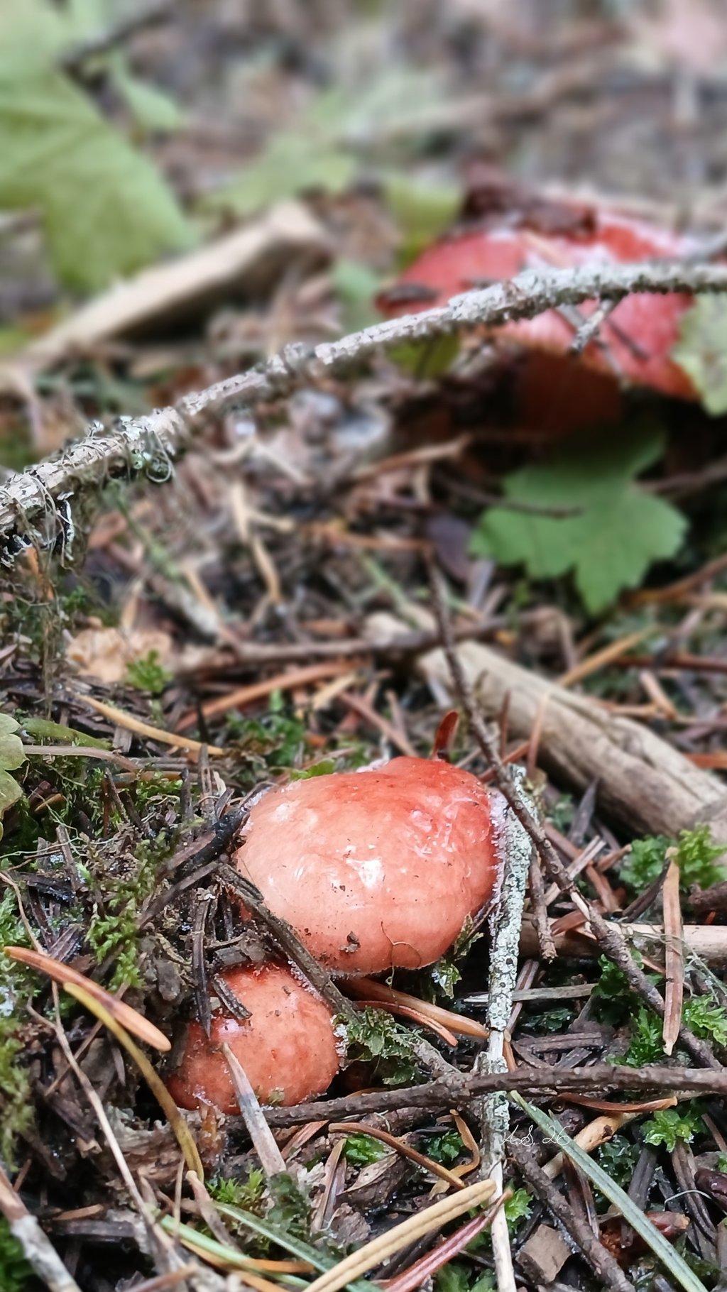 Toadstool Twins