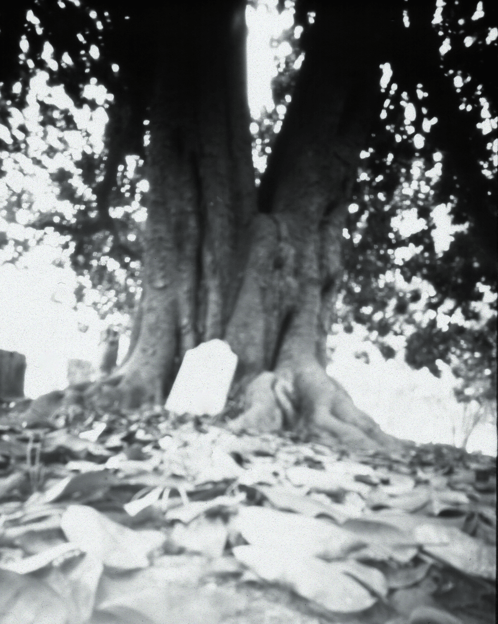 Let the roots entwine my bones