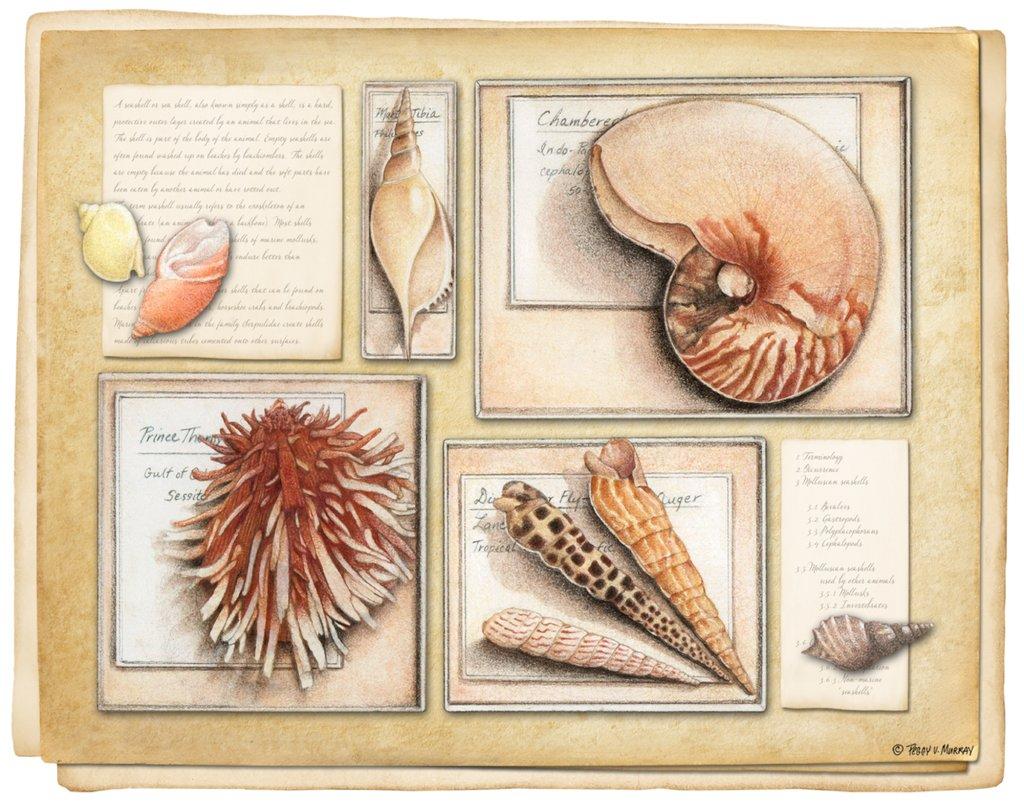 Shell Specimen